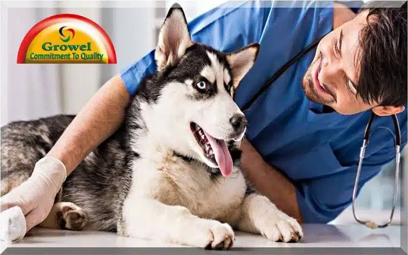 Dog-Diseases
